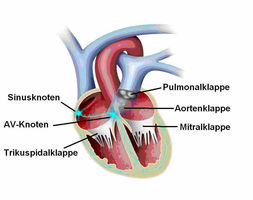 Schematische Darstellung: Pumpfunktion