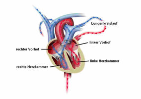 Schematische Darstellung Blutkreislauf